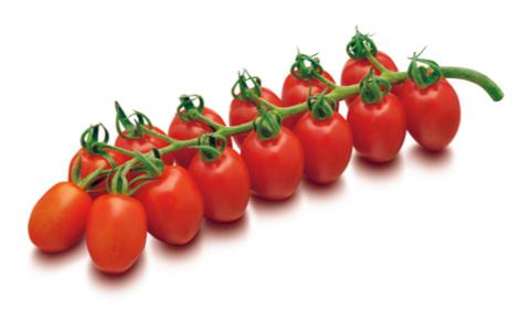 שרי אשכולות לובלו 