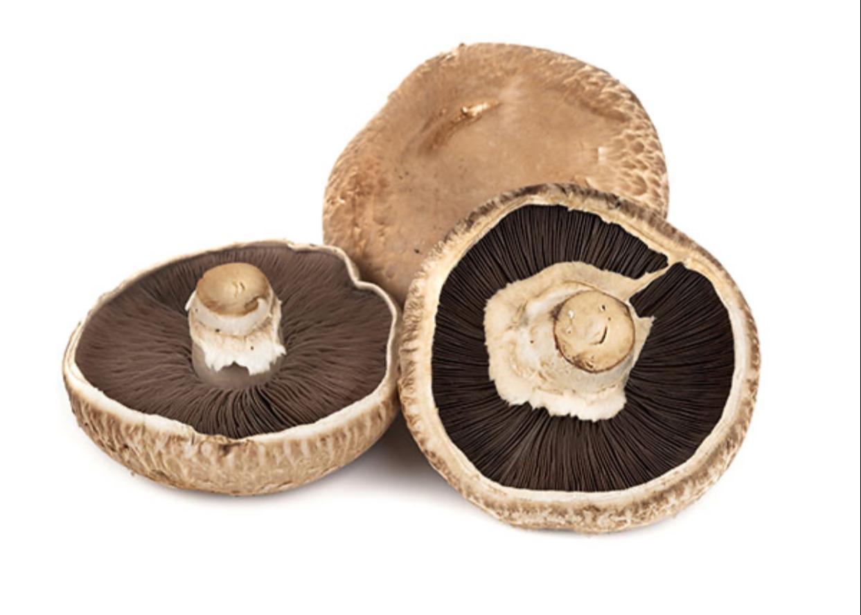 פטריות פרטובלו 