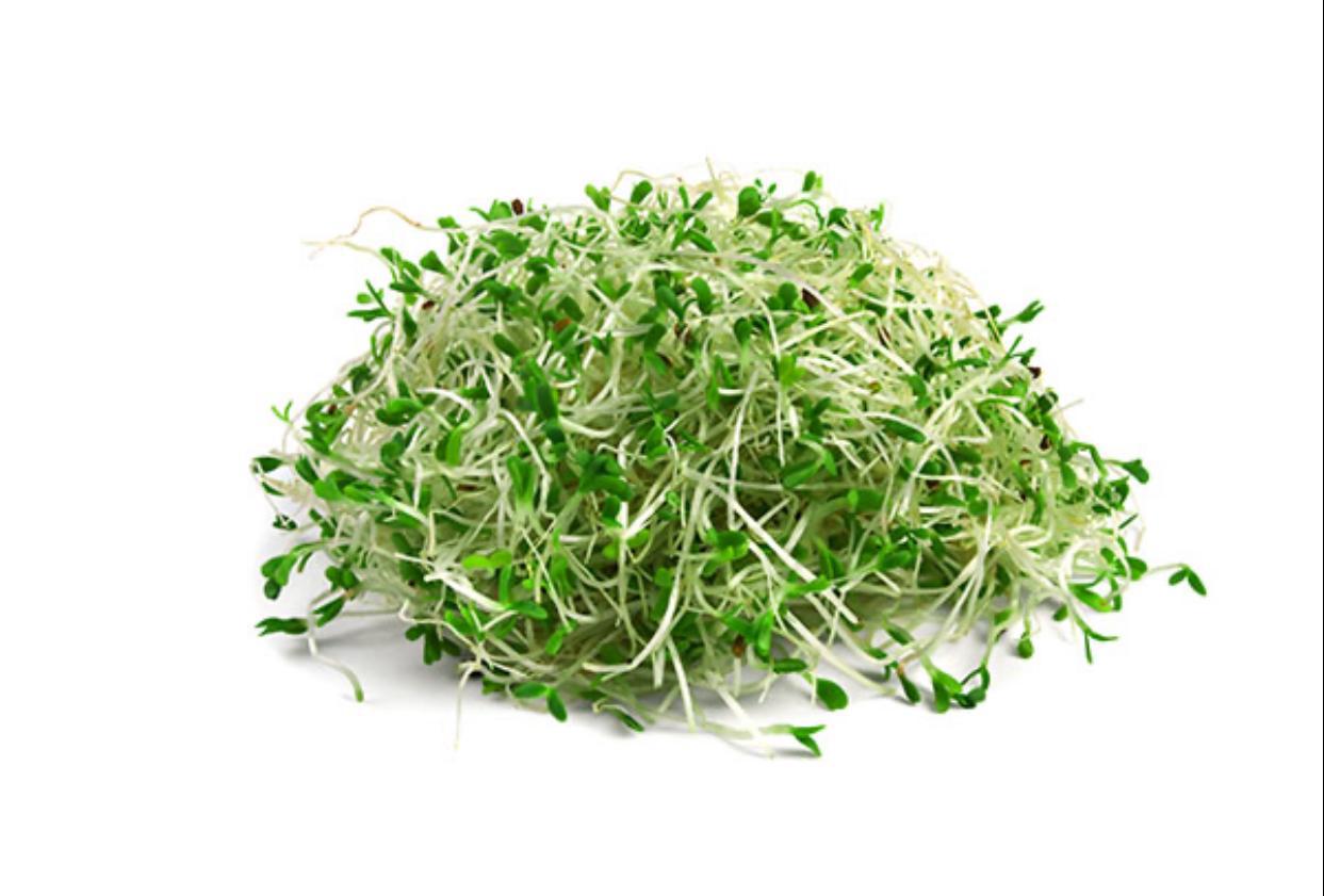 נבטי אלפלפא